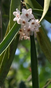 String Bean Hoya, China Beans, Wax Flower, Porcelain Flower, Hoya longifolia